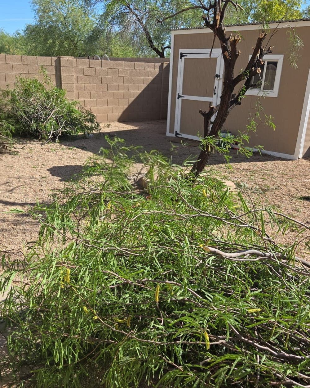 Before: a large pile of cut mesquite branches covering a gravel backyard beside a shed